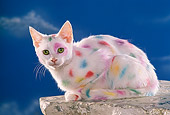 CAT 03 RK1120 17
White Kitten With Colorful Spots Blue Sky Background