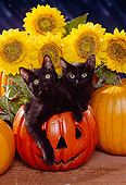 CAT 03 RK1123 06
Two Black Kittens Sitting In Pumpkin By Sunflowers Facing Camera