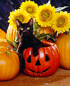 CAT 03 RK1124 05
Black Kitten Sitting In Pumpkin By Sunflowers Facing Camera