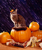CAT 03 RK1127 11
Tabby Cat Sitting On Top Of Pumpkin Wearing Hat Rain Background