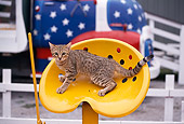 CAT 03 RK1138 01
Bengal Kitten Standing On Yellow Seat