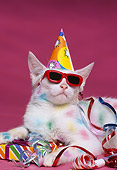 CAT 03 RK1145 07
Colorful Kitten Wearing Party Hat And Sunglasses With Decorations