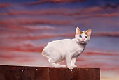 CAT 03 RK1150 08
Japanese Bobtail Kitten Sitting On Wooden Fence Sunset Background