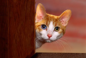 CAT 03 RK1152 03
Head Shot Of Japanese Bobtail Kitten Peeking Behind Wooden Frame