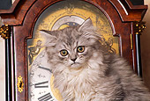 CAT 03 RK1181 03
Head Shot Of Silver Persian Sitting In Front Of Grandfather Clock