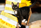 CAT 03 RK1189 03
Black And White Kitten Standing On Wooden Crate By Boxes Of Yellow Flowers