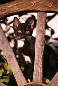 CAT 03 RK1206 15
Black And White Kitten Sitting In Wooden Wagon Wheel