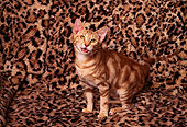 CAT 03 RK1246 02
Bengal Kitten Sitting On Leopard Print Blanket