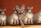 CAT 03 RK1254 09
Tawney Spotted Ocicat Kitten Sitting In Between Cat-Shaped Pillows Facing Camera
