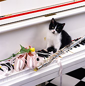 CAT 03 RK1261 06
Black And White Kitten On Piano Keys With Ballet Shoes And Flute