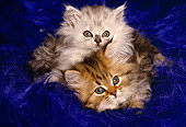 CAT 03 RK1264 06
Head Shots Of Two Persians On Blue Velvet