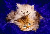 CAT 03 RK1264 10
Head Shots Of Two Persians On Blue Velvet