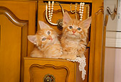 CAT 03 RK1337 02
Red Tabby Kittens Sitting Together In Wooden Drawer With Jewerly