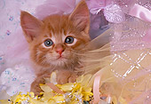 CAT 03 RK1351 17
Head Shot Of Orange Kitten With Lace And Ribbons Facing Camera