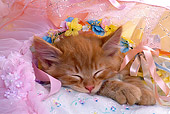 CAT 03 RK1352 06
Head Shot Of Orange Kitten Sleeping With Lace Ribbons And Flowers