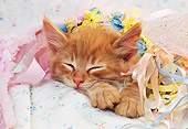 CAT 03 RK1352 12
Head Shot Of Orange Kitten Sleeping With Lace Ribbons And Flowers