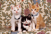 CAT 03 RK1381 20
Three Kittens Sitting Studio