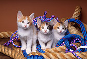 CAT 03 RK1395 05
Three Kittens Sitting Together In Ropes Facing Camera