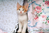 CAT 03 RK1398 05
Orange And White Kitten Peeking Out Of Pillows