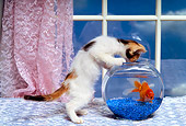 CAT 03 RK1399 03
Humorous Calico Kitten Peering Into Fish Bowl