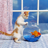 CAT 03 RK1401 07
Orange And White Kitten Looking At Goldfish In Bowl Pink Lace Curtains