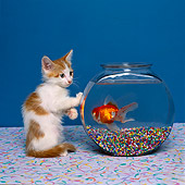 CAT 03 RK1404 03
Humorous Shot Of Orange And White Kitten Looking Down  At Goldfish In Fish Bowl