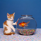 CAT 03 RK1404 06
Humorous Shot Of Orange And White Kitten Looking Down  At Goldfish In Fish Bowl