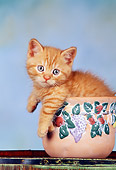 CAT 03 RK1412 07
Orange Kitten In Sitting Flower Pot Mottled Background