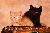 CAT 03 RK1429 05
Orange And Black Kittens Laying On Top Of Chest Facing Camera Brown Mottled Background