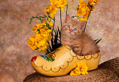 CAT 03 RK1430 07
Orange Kitten Sitting In Wooden Shoe With Yellow Flowers