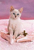 CAT 03 RK1438 04
Siamese Kitten Sitting By Ballet Shoes