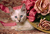 CAT 03 RK1441 07
Siamese Kitten Laying Under Flower Hat