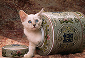 CAT 03 RK1444 29
Siamese Kitten Coming Out Of Vase Facing Camera
