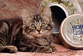CAT 03 RK1446 22
Close Up Of Tabby Kitten Laying Next To Oriental Vase