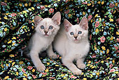 CAT 03 RK1461 08
Two Siamese Kittens Laying Together On Black Floral Material