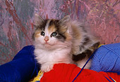 CAT 03 RK1478 01
Calico Kitten Sitting On Colorful Yarn Facing Camera
