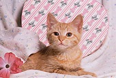 CAT 03 RK1496 03
Head Shot Of Orange Kitten By Heart Shaped Box