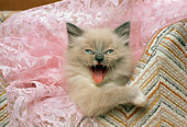 CAT 03 RK1510 06
Head Shot Of Beige Kitten Meowing By Pink Lace