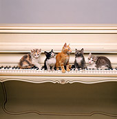 CAT 03 RK1516 01
A Group Of Kittens Sitting On Keyboard Of Piano