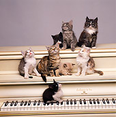 CAT 03 RK1516 11
A Group Of Kittens Sitting On Keyboard Of Piano