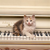 CAT 03 RK1518 01
Calico Kitten Sitting On Piano Keys