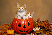 CAT 03 RK1538 02
Two Orange And White Kittens Sitting In Pumpkin By Fall Leaves