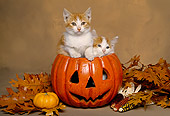 CAT 03 RK1538 03
Two Orange And White Kittens Sitting In Pumpkin By Fall Leaves