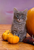 CAT 03 RK1548 12
Gray Kitten Sitting Next To Corn And Big And Small Pumpkins