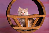 CAT 03 RK1557 01
Calico Kitten Sitting In Barrel Swing Purple Background