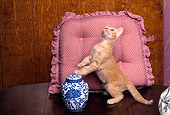 CAT 03 RK1570 04
Orange Kitten Sitting By Vase And Pillow