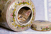 CAT 03 RK1580 01
Head Shot Of Tabby Kitten Peeking Out Of Vase