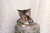 CAT 03 RK1581 01
Humorous Shot Of Tabby Kitten Sitting In Vase Cleaning Face Tongue Out