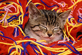 CAT 03 RK1586 31
Head Shot Of Tabby Kitten In Colorful Yarn