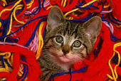 CAT 03 RK1586 44
Head Shot Of Tabby Kitten In Colorful Yarn